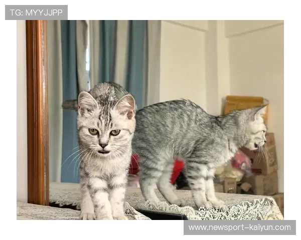 温暖日常:宠物猫陪伴生活的点滴与心灵故事 温暖日常:宠物猫陪伴生活的点滴与心灵故事